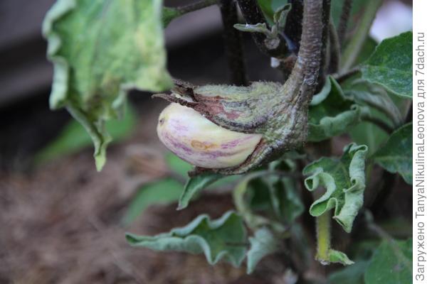 завязь 20.07.2017