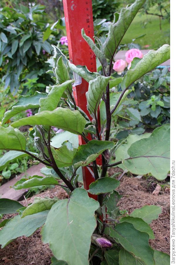 высота растения