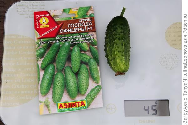 вес