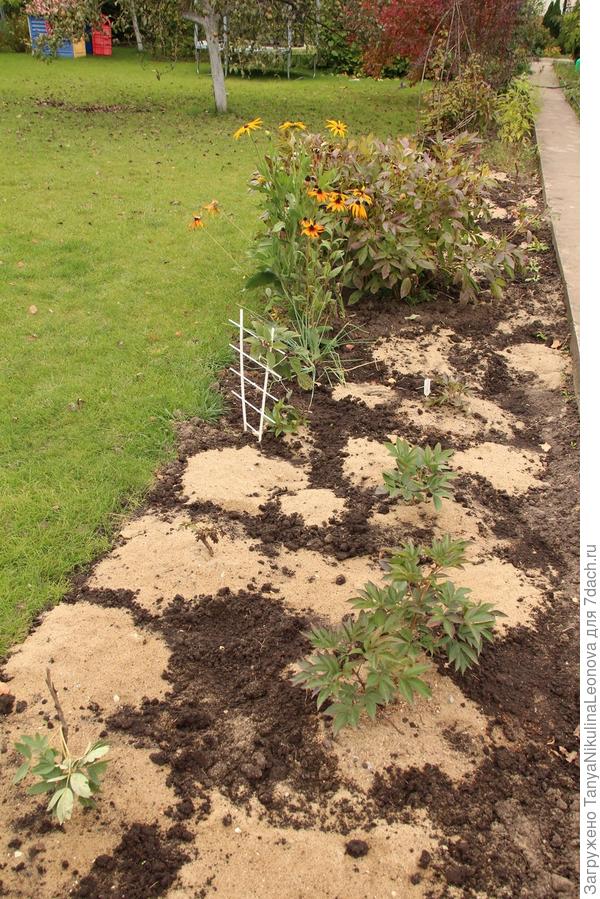 Новые пиончики...