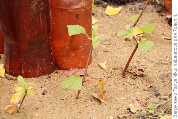 А это в этом году укоренившиеся черенки гортензии метельчатой.