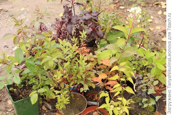 Олеся, это моё "богатство" с прошлого года: гортензии, пузыреплодник, роза плетистая, спиреи....