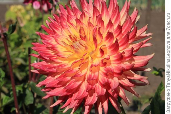 Почти похож... Шоу энд телл, но где особенность сорта - рассеченные лепестки на краю?