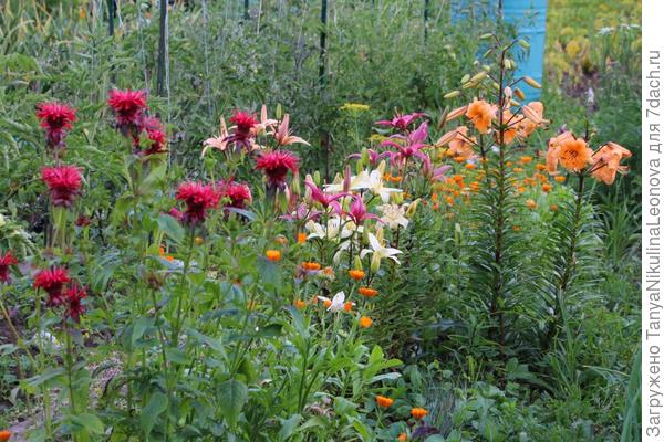 Это не цветник, это часть разводочной грядки