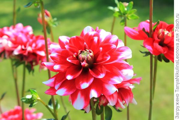 Мило, цветки небольшие, яркие... но это должен быть &quot;Санта Клаус&quot;