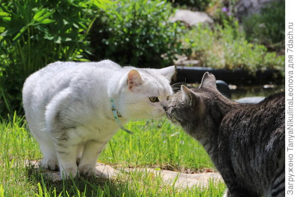 Живут дружно!