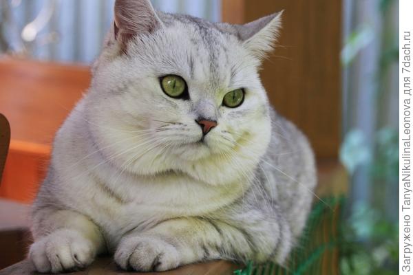 &quot;Устал я от этих мышей...&quot; Серьёзно - ловил летом почти каждый день.