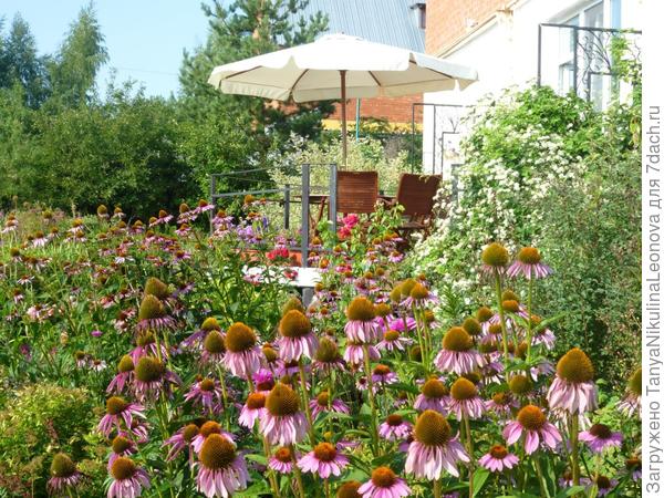 эхинацеи