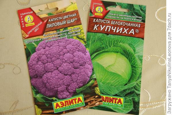 капустка
