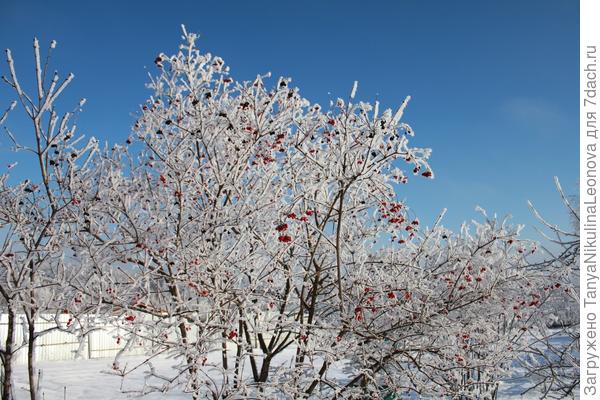 калина в серебре