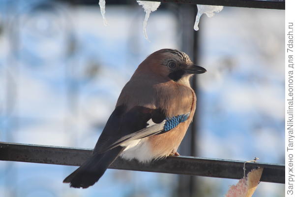 Соечка, как и синички, любит сало и семечки)))