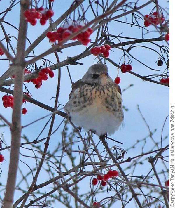 дрозд-рябинник