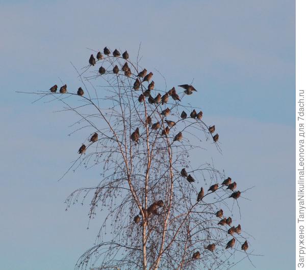 Свиристели