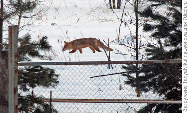 Мышек под снегом ищет