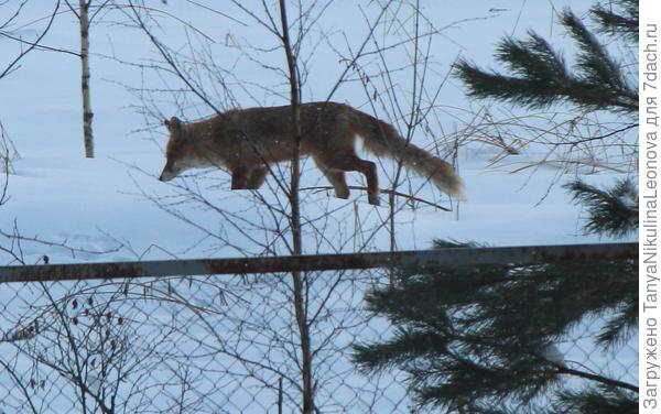 Хвостик только бедноват...