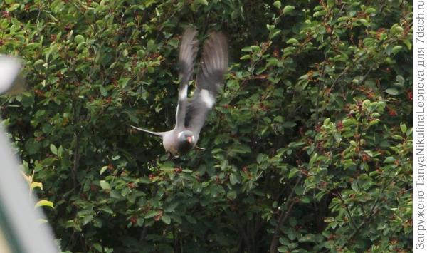 Иргой угощался)