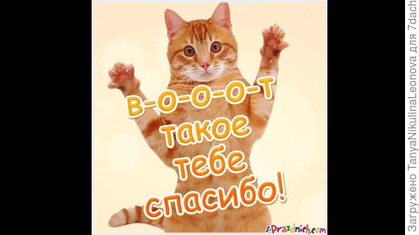 Спасибо котик