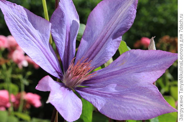 А вот этого названия не знаю((( Может подскажешь?