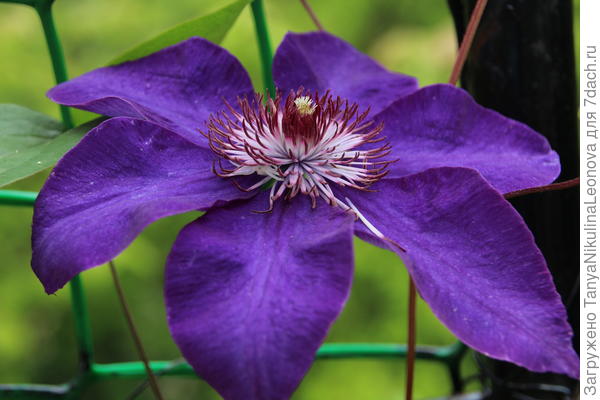 Капризный Мульти блю