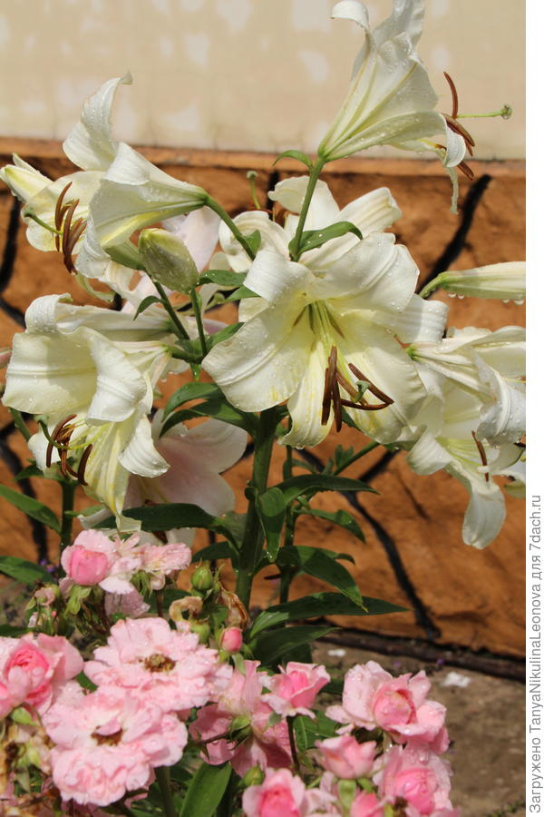 Белая красотка