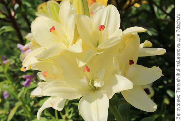 А это махровая азиатка &amp;quot;Сны Анны Марии&amp;quot;