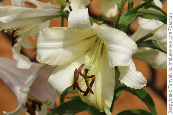 Она же (Претти Вумен)