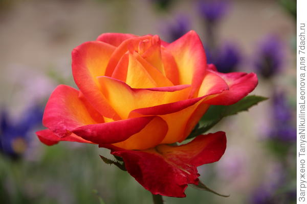 Для тебя!!!Поздравляю!!!