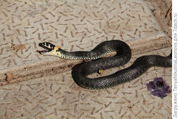 ужик перепугался...