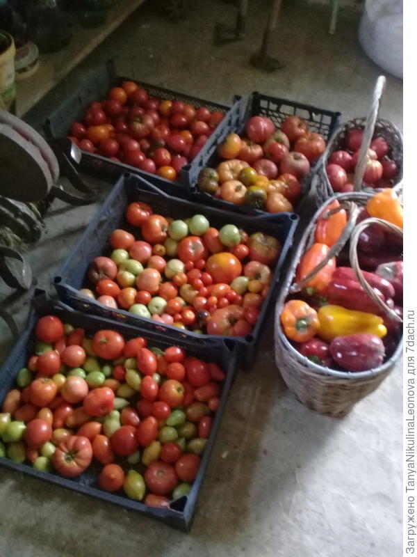 Ждет переработки. Одну корзинку перца мама сегодня заморощил
