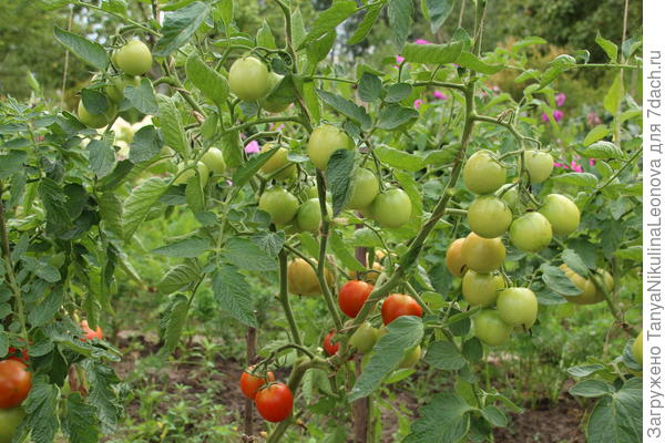 Черри Блосем