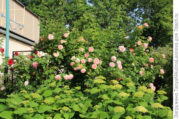 Очень высокая и мощная