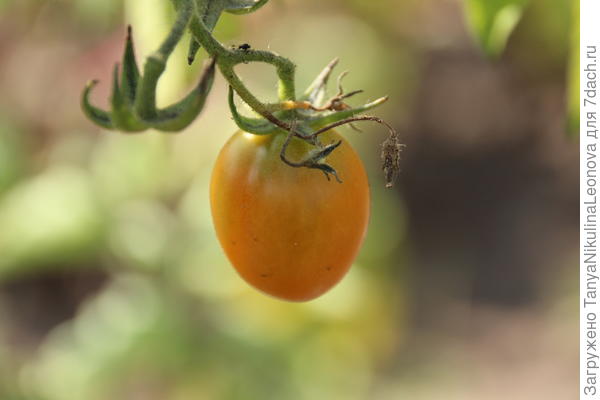 Томаты вытянутые