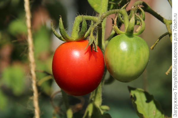 плоды удлиненные