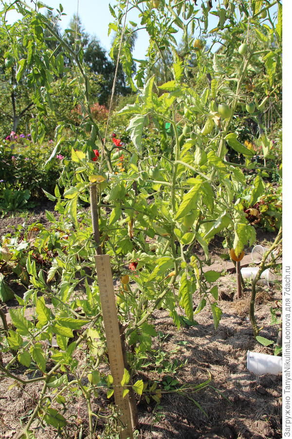 В открытом грунте &quot;Клюква в сахаре&quot; около 70 см.