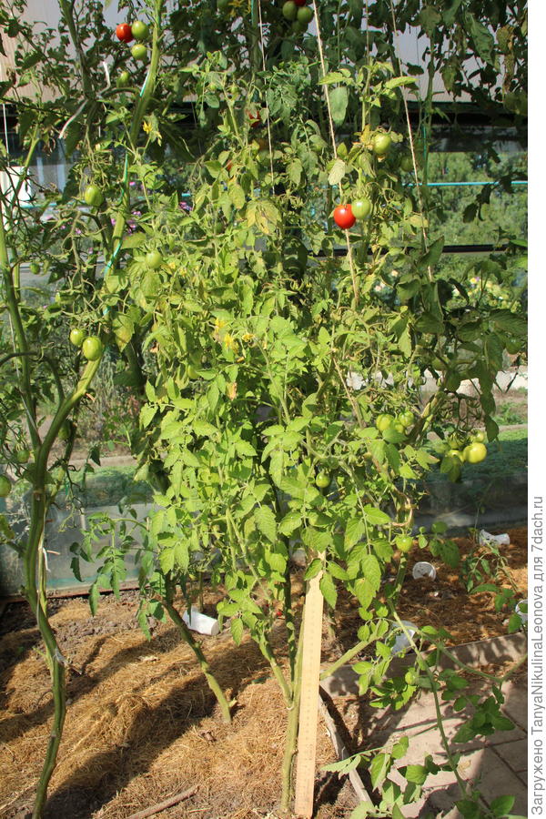 &quot;Клюква в сахаре&quot; в теплице больше 1 м