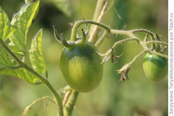 Открытый грунт, томаты удлиненные