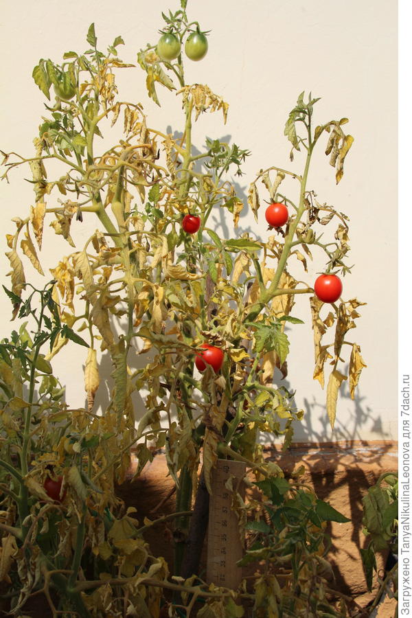 Куст в горшке. Высота больше 60 см.