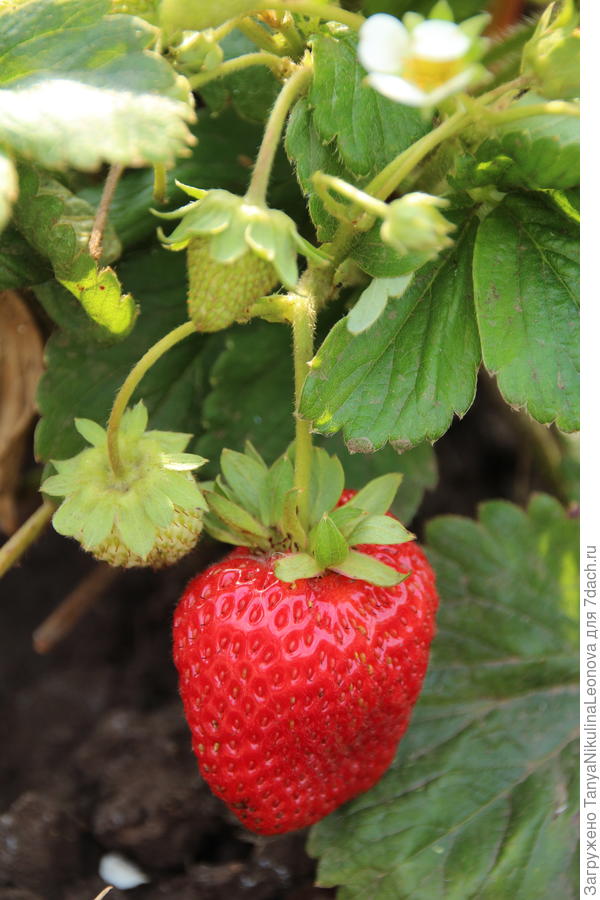 "Сан андреас" 4 сентября 2018