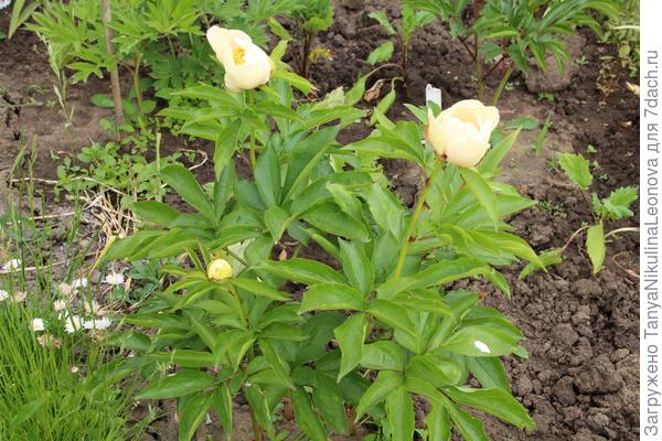 На след. год после посадки