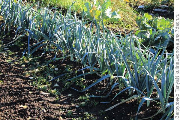 Лук-порей &amp;quot;Хобот слона&amp;quot;