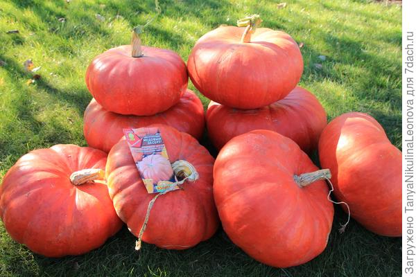 Тыква &amp;quot;Медовый десерт&amp;quot;