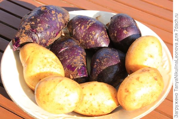 фиолетовый и обычный