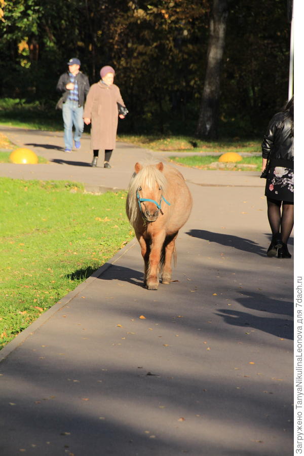 Пони убежал от хозяйки)))