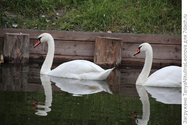 В октябре ещё лебеди там плавали