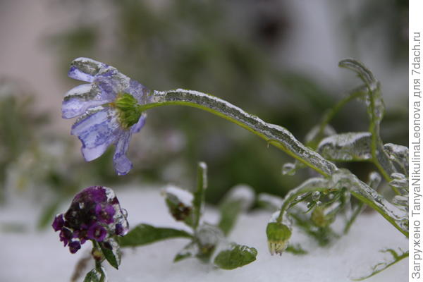 Мы скоро оттаем - ведь будет весна!!!
