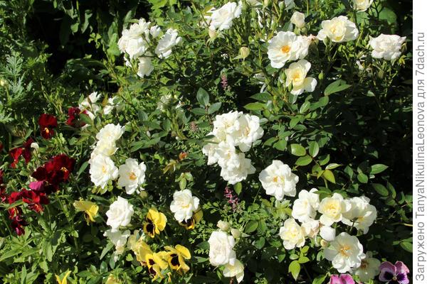 Роза и виола