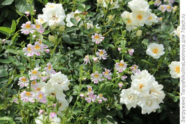 Роза и схизантус