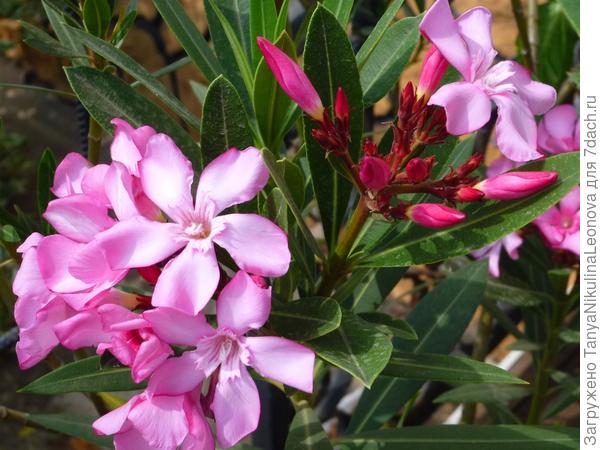 Мой олеандр