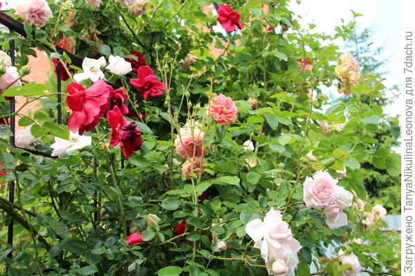 Прекрасные шрабы: Алхимист, Симпати и Нью Доун