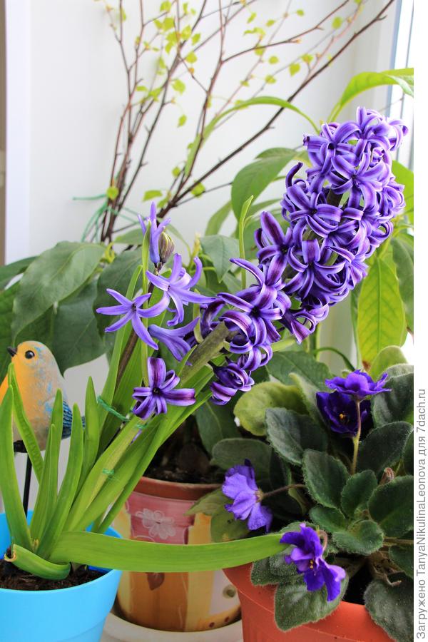 Любви и счастья всем семидачникам!